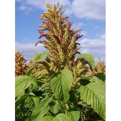 Стебель амаранта с цветущей метелкой на фоне неба - КИЗЛЯРЕЦ