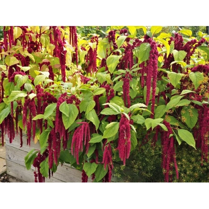 Bush of amaranth with red plumes against green foliage - SUBMOSCOW