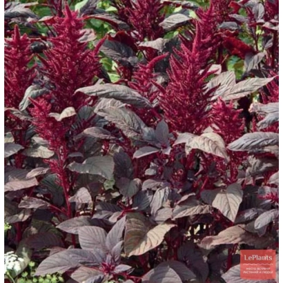 Red amaranth plant with green leaves - Valentina