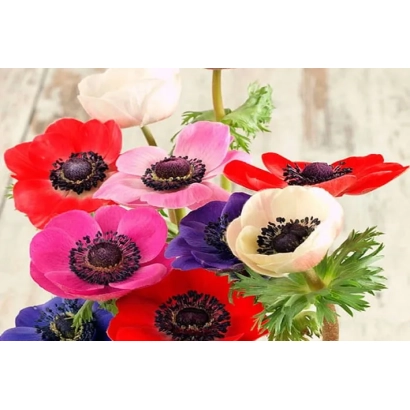 Цветы анемоны разных цветов в вазе - Флора