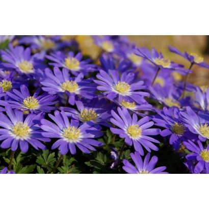 Квітучі фіолетові квіти анемони на фоні зеленої трави - ЛЕТЕНИЦЯ