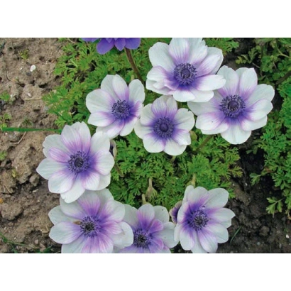 Цветок анемоны Синеглазка на фоне земли