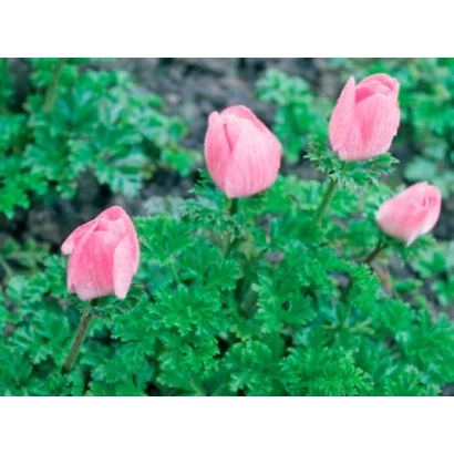 Розовые цветы анемоны на зелёном фоне - СВЕЛЕНА