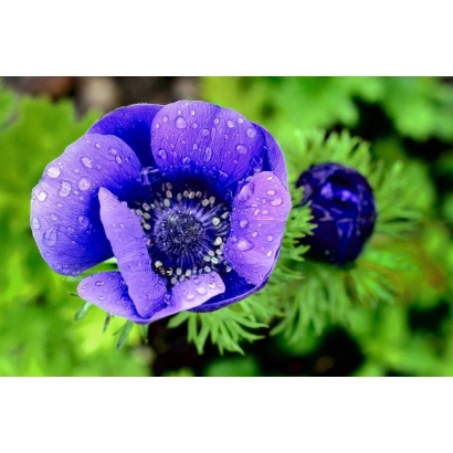Фіолетова анемона з краплями води на пелюстках - Чарівність