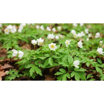 Поле анемон на лесной подстилке - Заряница