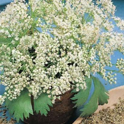 Flowering anise in a pot against soil background - Blyuz