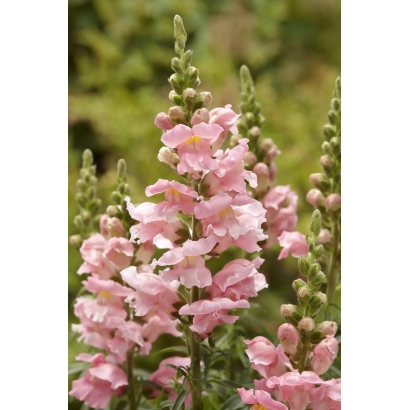 Розовые цветы антирринума на фоне зелени - Золушка