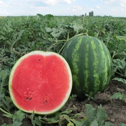 Арбуз на поле, разрезанный и целый - Аклаим