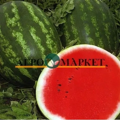 Баннер с изображением арбузов и надписью ALPO MARKET - АДМИРА