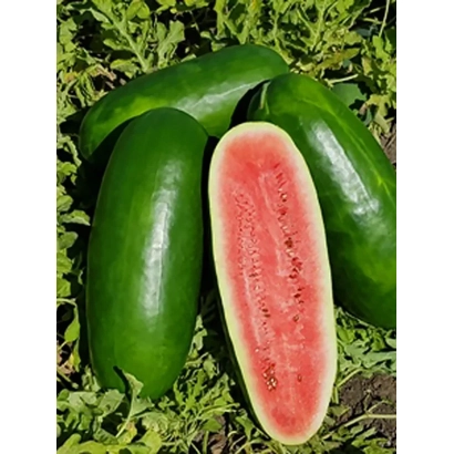 Срезанный арбуз АФРИКАНЕЦ на фоне целых плодов и листьев