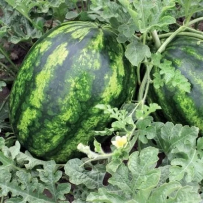 Два арбуза АКСЕНТ растут на гряде среди листвы.