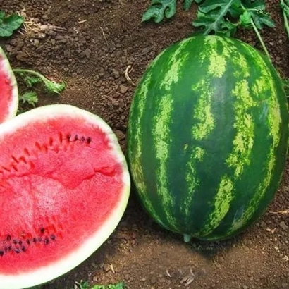 Арбуз на земле с разрезанной частью, показывающей красную мякоть. - Альянс