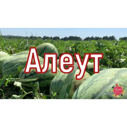 Арбуз Алеут на поле