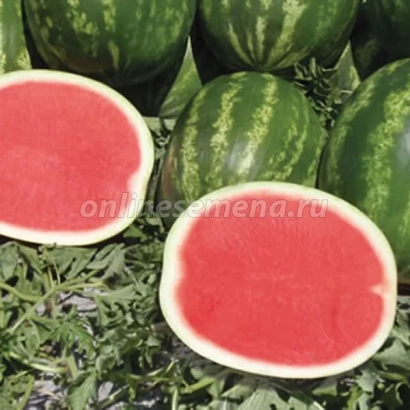 Sliced watermelons with whole fruits and foliage in background - AMERICAN