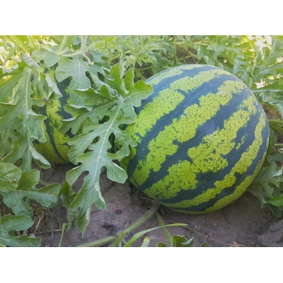 Арбуз на грядке среди листьев - Анвик