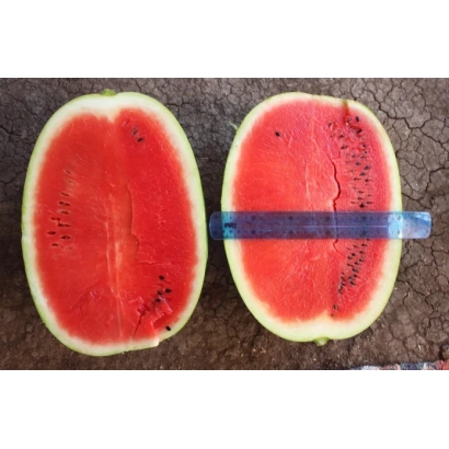 Срез арбуза с синей линейкой для измерения толщины - Балатон