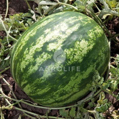 Арбуз на грядке с логотипом AGROLIFE - Балу