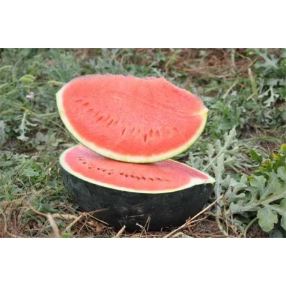 Дві частини арбуза сорту Баронеса F1 на землі