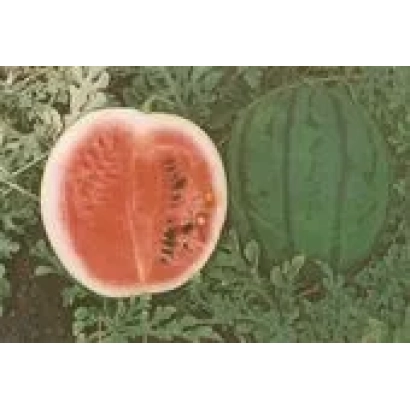 Срез арбуза сорта БОРЧАНСЬКИЙ на фоне целого арбуза и листьев