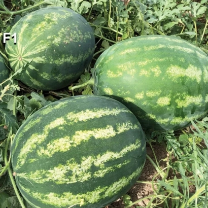 Три арбуза Хилон на грядке