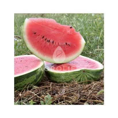 Срезанный арбуз на земле - Колумбия F1