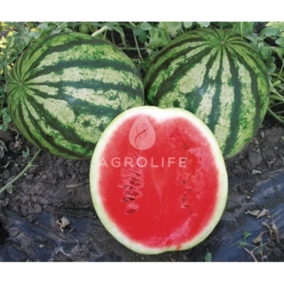 Sliced Crimson Delight F1 watermelon with whole fruits in background