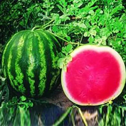 Арбуз ДЕНВЕР | DENVER — целый и разрезанный плод на фоне листвы