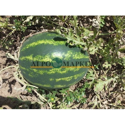 Арбуз на земле с водяным знаком АГРОМАРК - Доминант