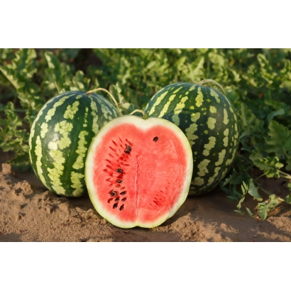 Два цілих арбузи та один розрізаний навпіл на землі - Дует