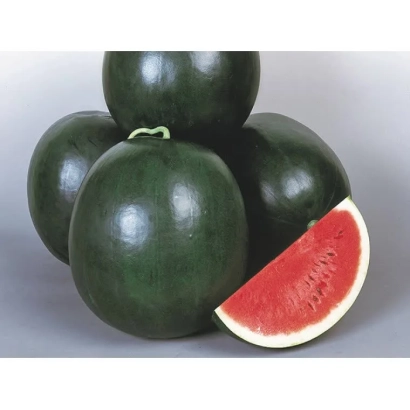 Арбуз ДУЛЗОР | DULZOR