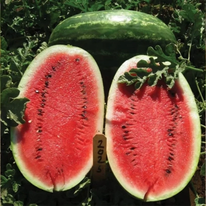 Разрезанный арбуз сорта Ерли Саманта F1 с плодом на заднем плане