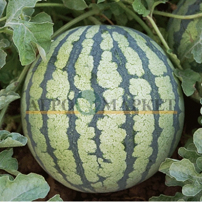 Watermelon EDEEM in field