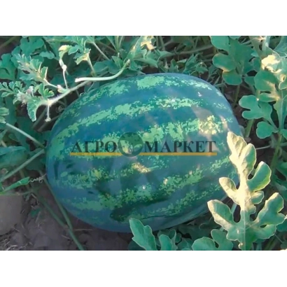 Арбуз з написом АГРО MARKET на поверхні - ЕКСПРЕСІОН