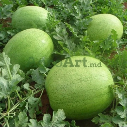 Арбузы на грядке - ЭЛЬГАЛИ