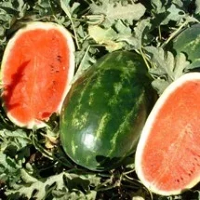 Арбуз на фоне листьев - ЭРЛИ САМАНТА F1