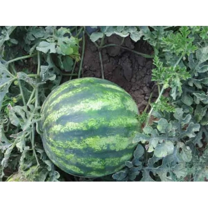 Арбуз на грядке - Ева