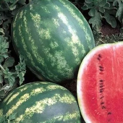 Арбузы на грядке, один разрезан, видна красная мякоть - Еврика F1