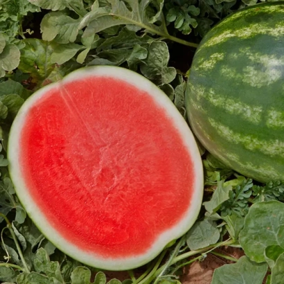 Срезанный арбуз с зелёной кожурой на фоне листьев - ФАСИНЕЙШЕН