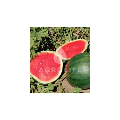 Срезанный арбуз на фоне зелени с логотипом AGROLIFE - ФЕНВЭЙ