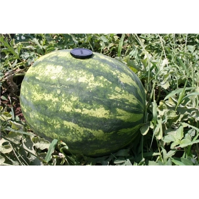 Арбуз Фурия F1 (CRX 10555 F1) на гряде