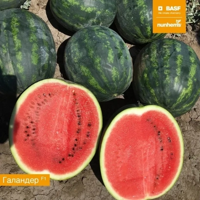 Водохранилище с разрезанными арбузами Галандер