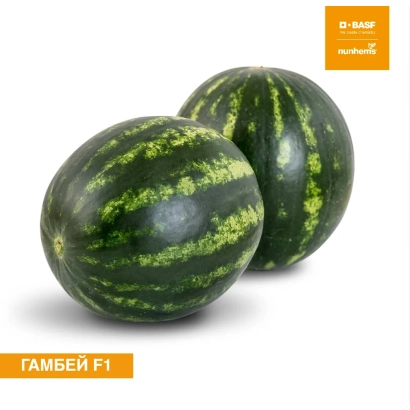 Два арбуза сорта ГАМБЕЙ F1 на белом фоне