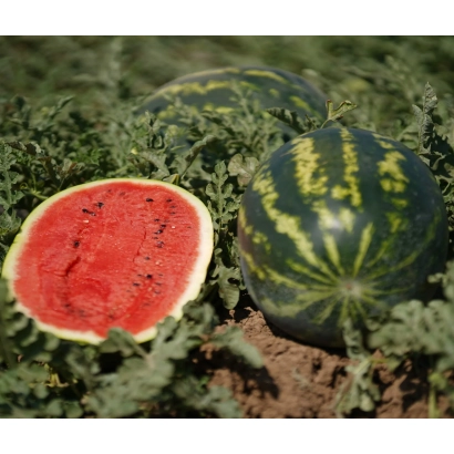 Арбузы в поле, один разрезанный, показывающий красную мякоть - ХАН-ШЕРХАН