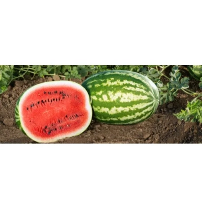 Halved watermelon Gerkules on soil