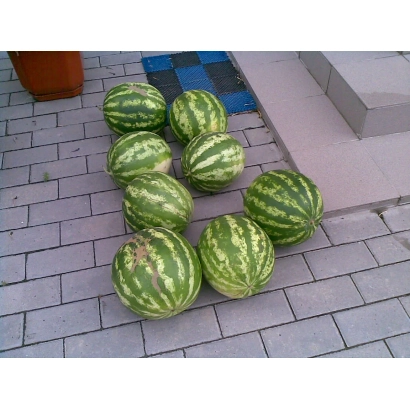 Арбузы на улице - Херсонський