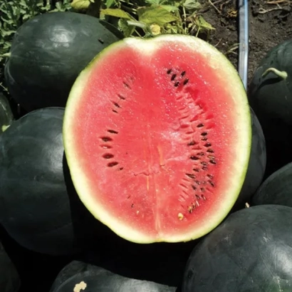 Срезанный арбуз Гуельва на фоне целых плодов - Гуелва