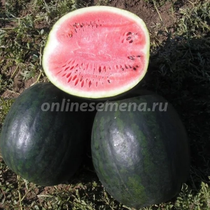 Two whole and one sliced watermelon on grass - ICAR