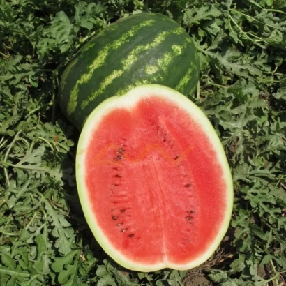 Срезанный арбуз и целый арбуз на зелёной листве - Инсепшен