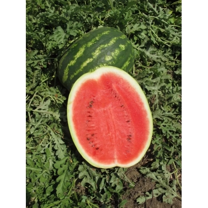 Срезанный арбуз и целый арбуз на фоне зелени - ИНСЕПШН