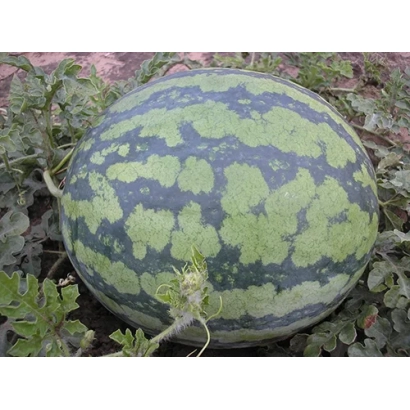 Арбуз ИТИЛЬ на грядке